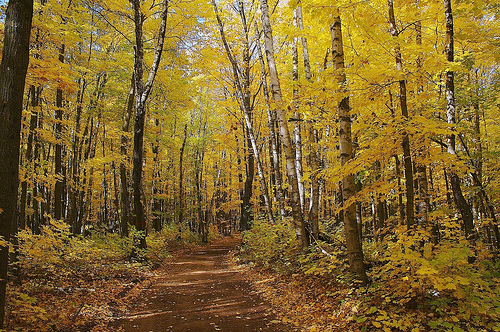 Forest Trail by Jim's Outside Photos