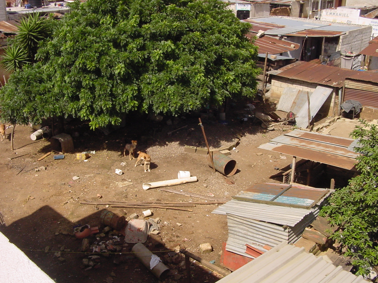 From PAVA's Roof