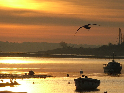 Morning Flight by Amanda Rudkin