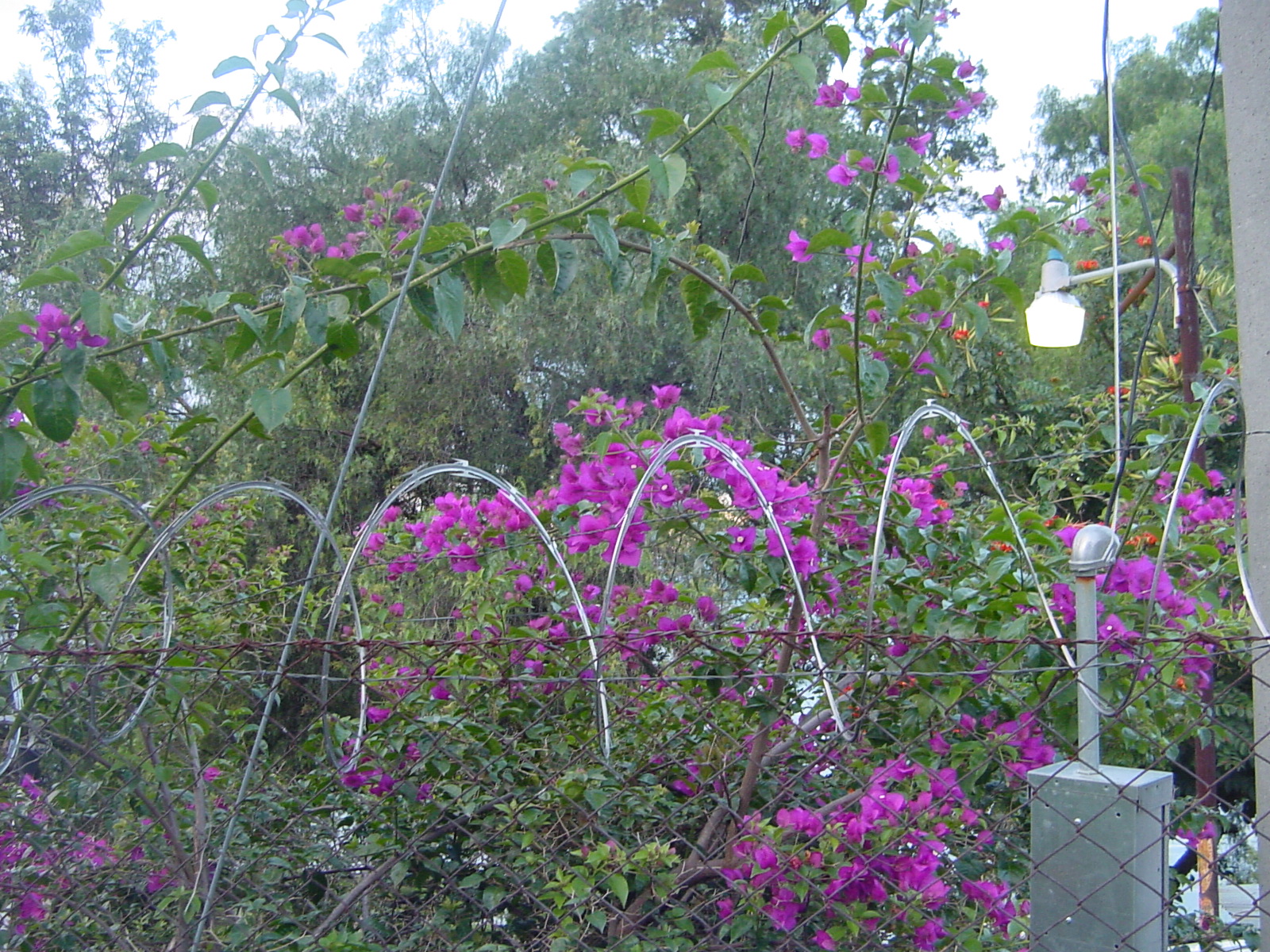 Panajachel