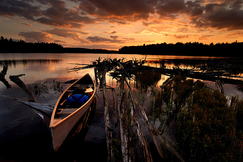 Red Pine #5 by Peter Bowers