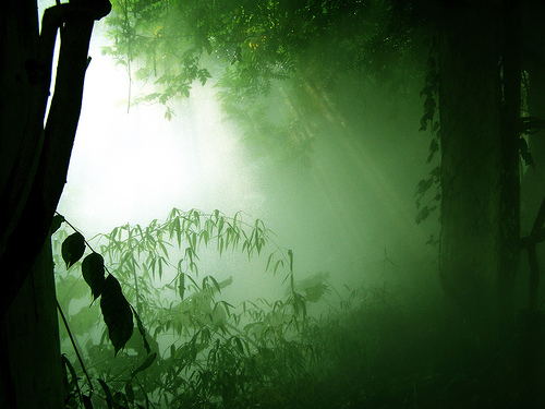 Sunshine in the Mist by bbsc30